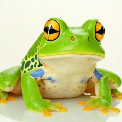 sapo